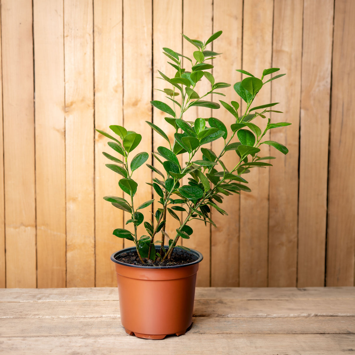 Ficus Moclame