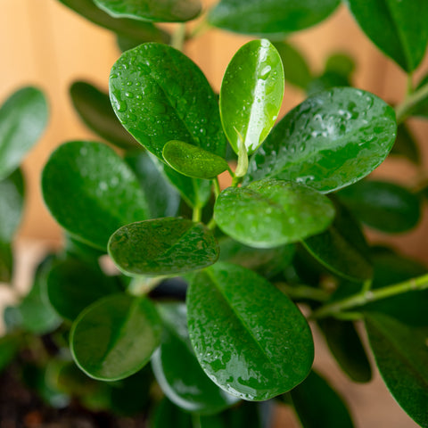 Ficus Moclame