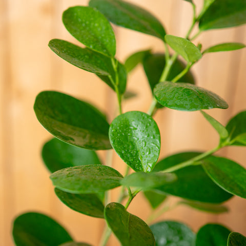 Ficus Moclame