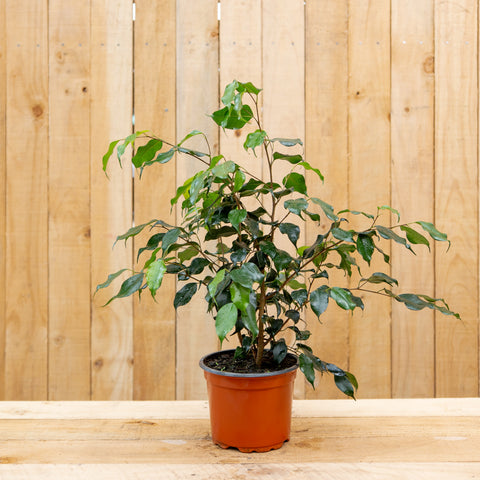 Ficus Naomi