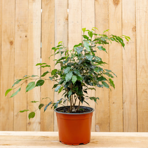 Ficus Naomi