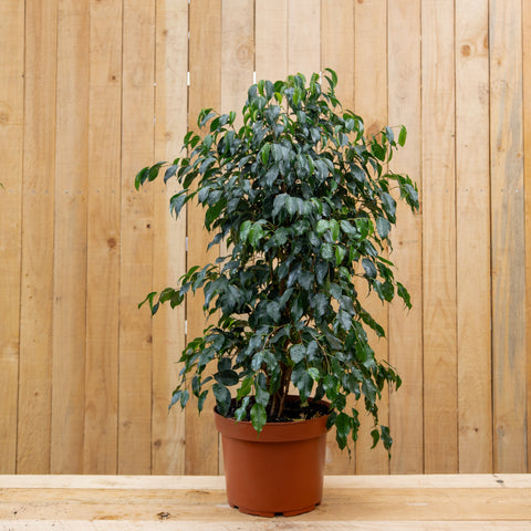 Ficus Naomi