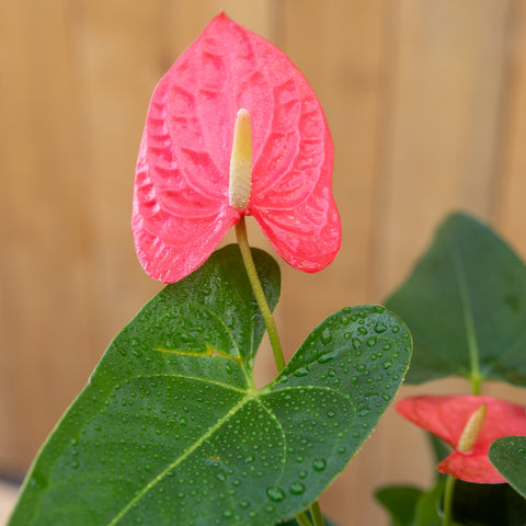 Anthurium