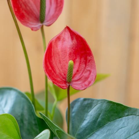 Anthurium