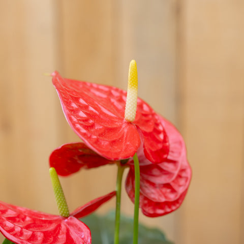 Anthurium