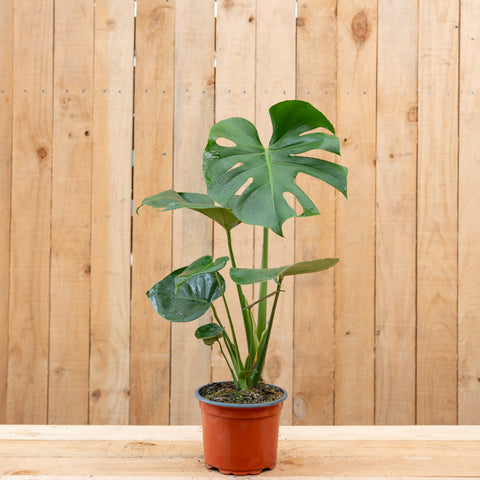 Monstera Deliciosa