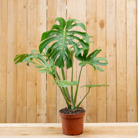 Monstera Deliciosa