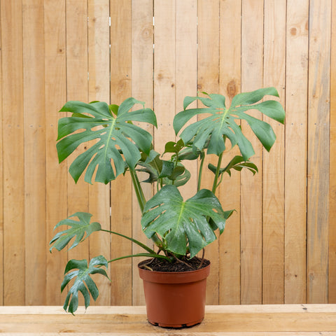 Monstera Deliciosa