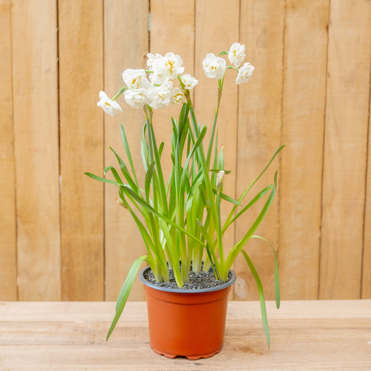 Narcisos