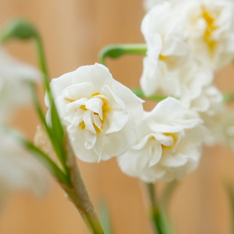 Narcisos