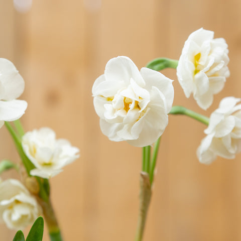 Narcisos