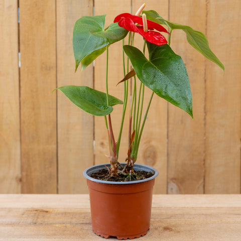 Anthurium
