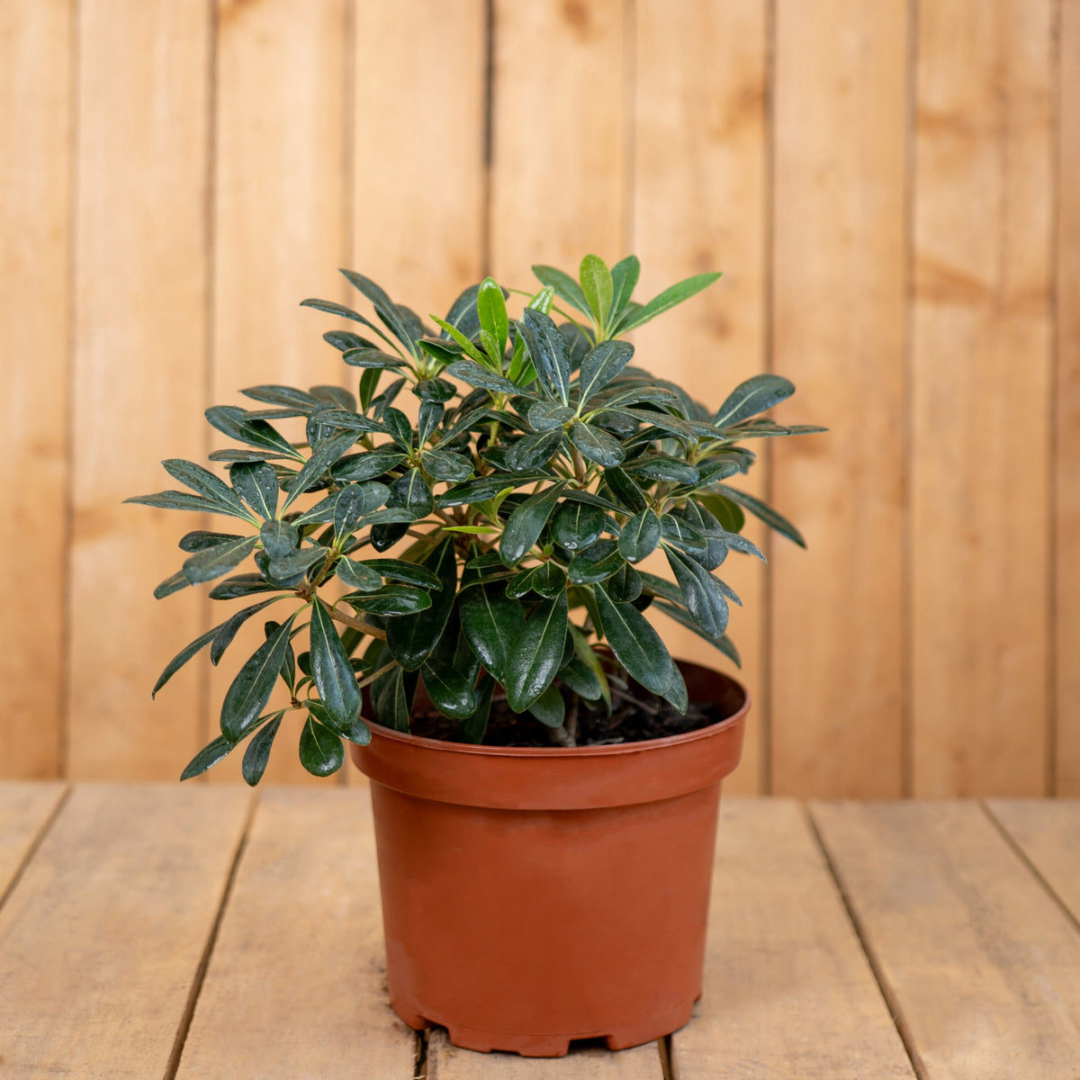 Pitosporum Tobira enano