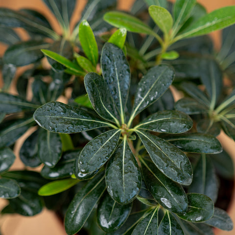 Pitosporum Tobira enano