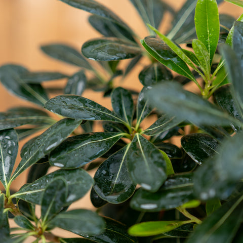 Pitosporum Tobira enano