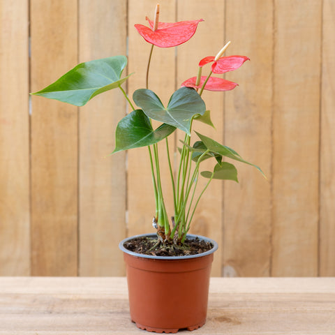 Anthurium