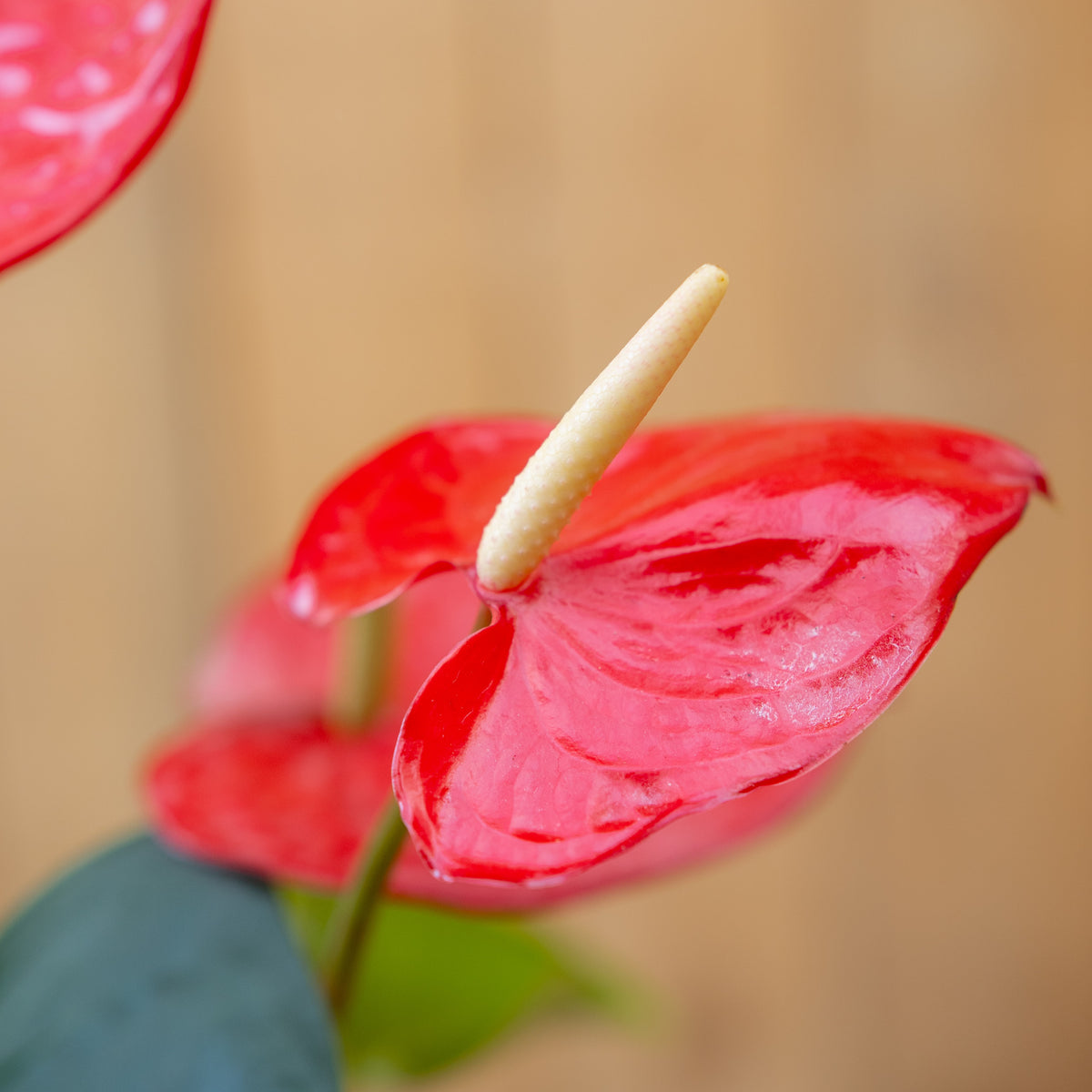 Anthurium