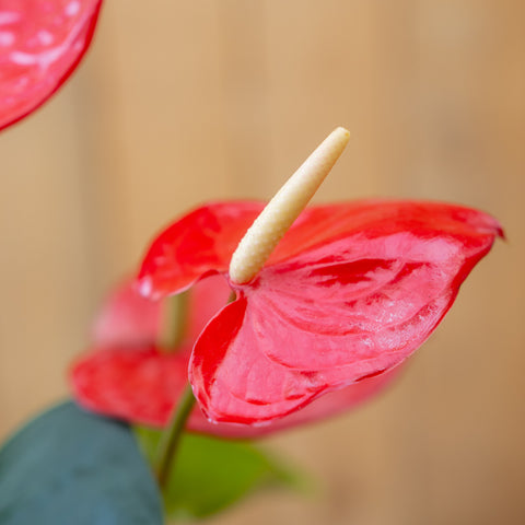Anthurium