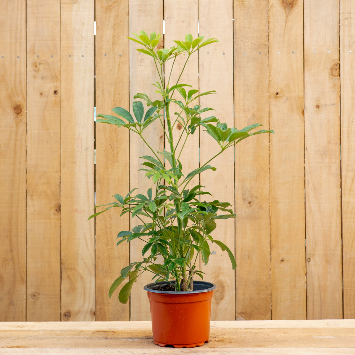 Schefflera