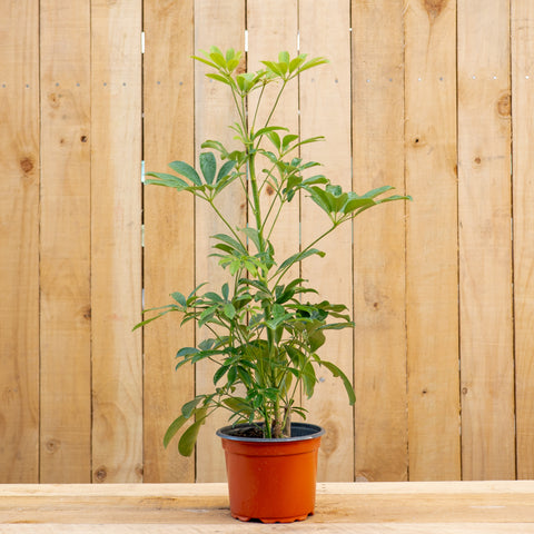 Schefflera
