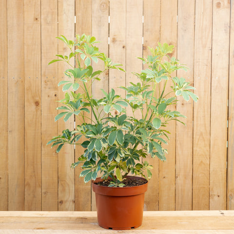 Schefflera