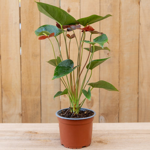 Anthurium