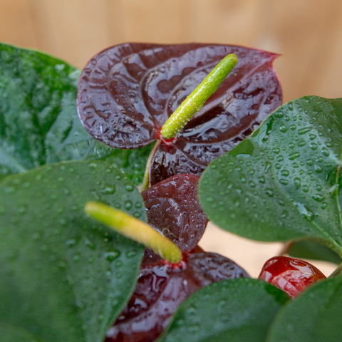 Anthurium