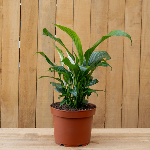 Spathiphyllum ‘Línea Cupido’
