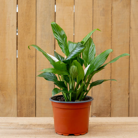 Spathiphyllum ‘Línea Cupido’