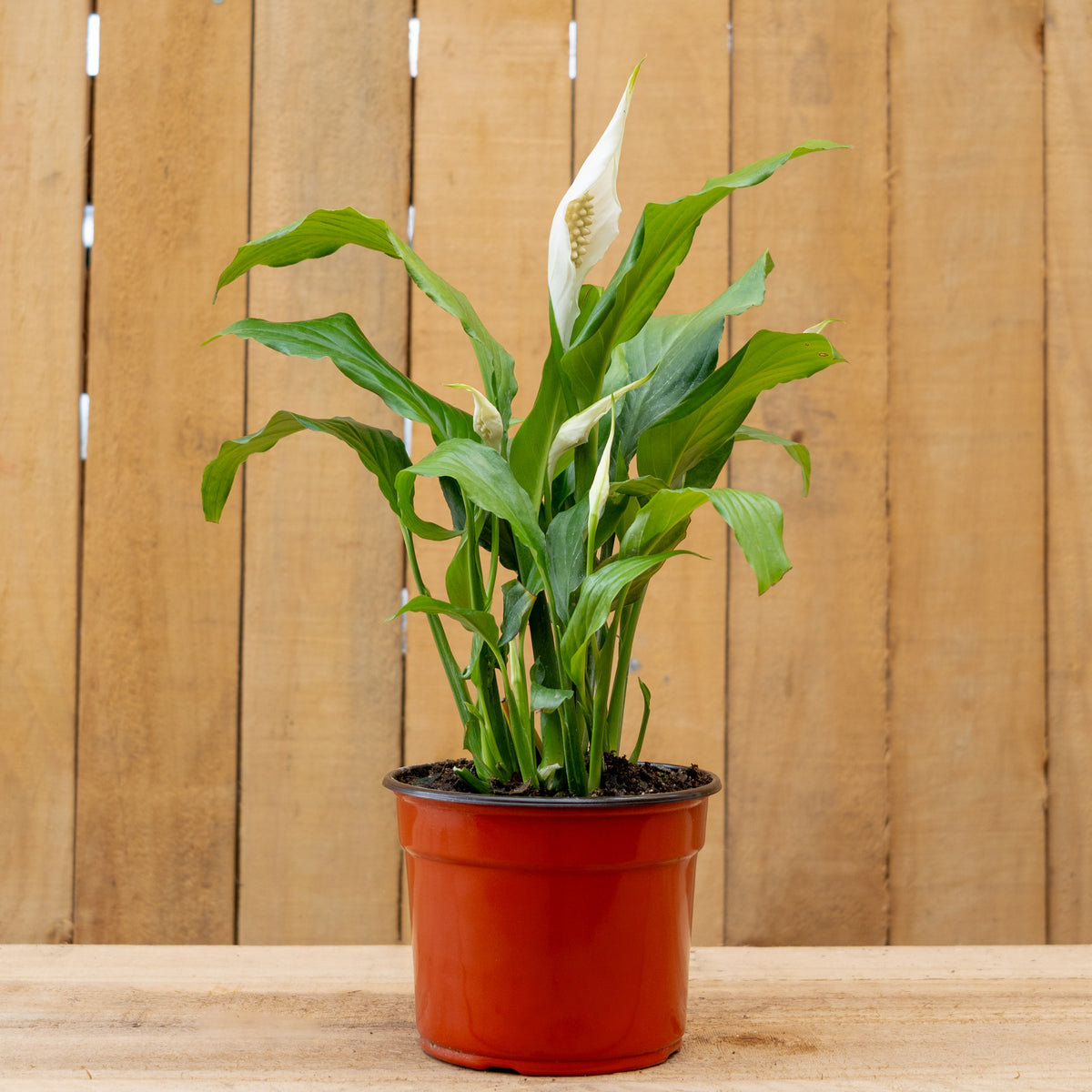 Spathiphyllum ‘Línea Cupido’