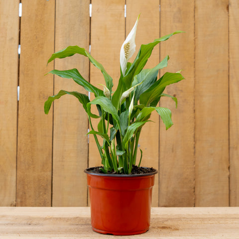 Spathiphyllum ‘Línea Cupido’
