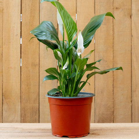 Spathiphyllum ‘Línea Cupido’