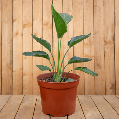 Strelitzia Reginae