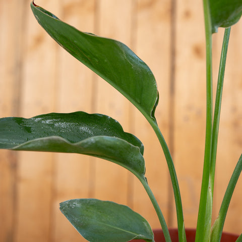 Strelitzia Reginae