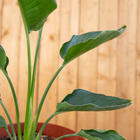 Strelitzia Reginae