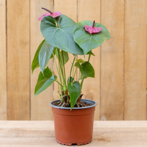 Anthurium