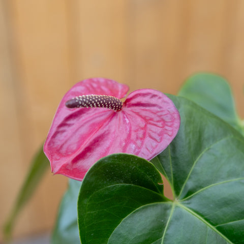 Anthurium