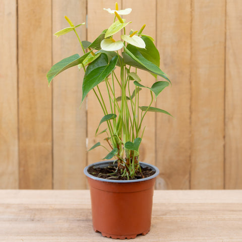 Anthurium