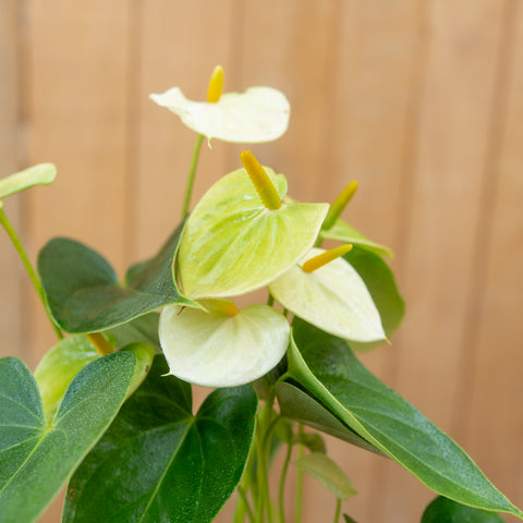 Anthurium