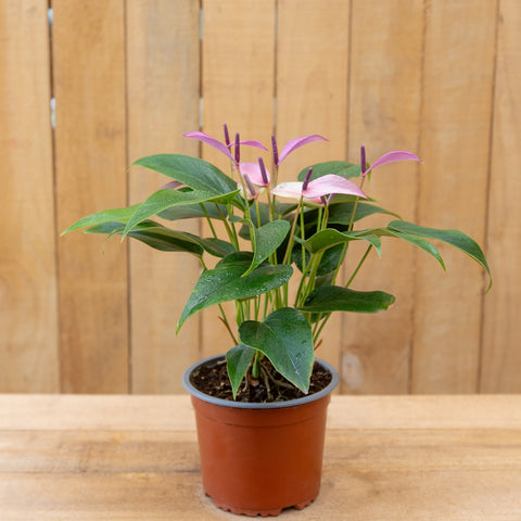 Anthurium