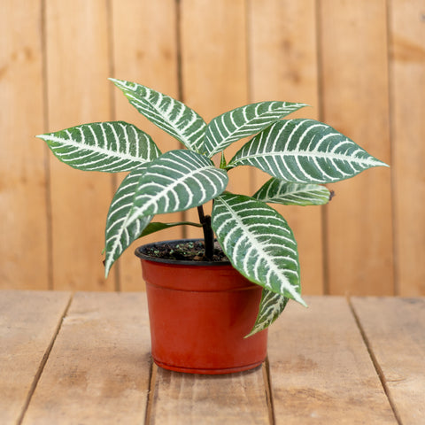 Aphelandra