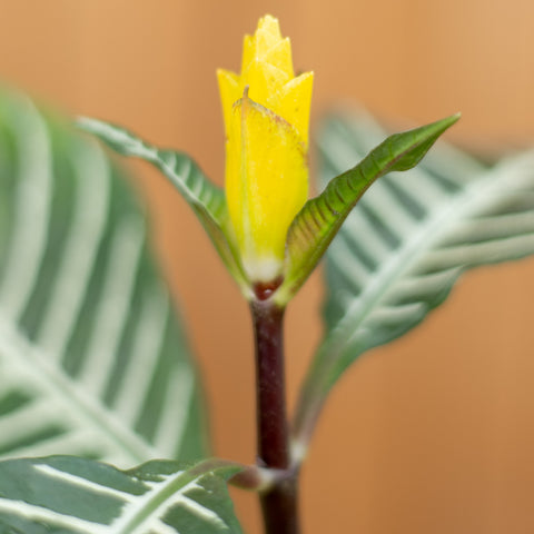 Aphelandra