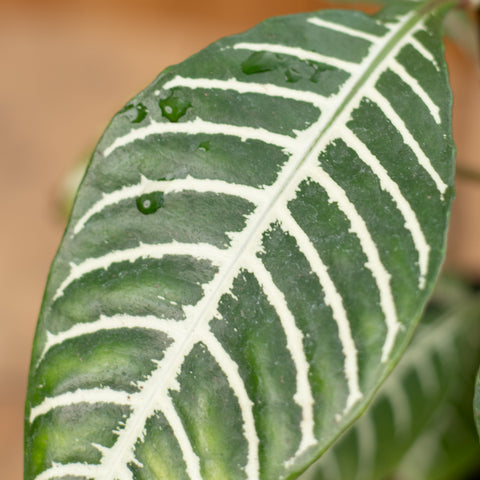 Aphelandra