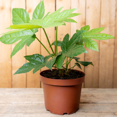 Aralia Japonica