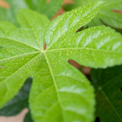 Aralia Japonica