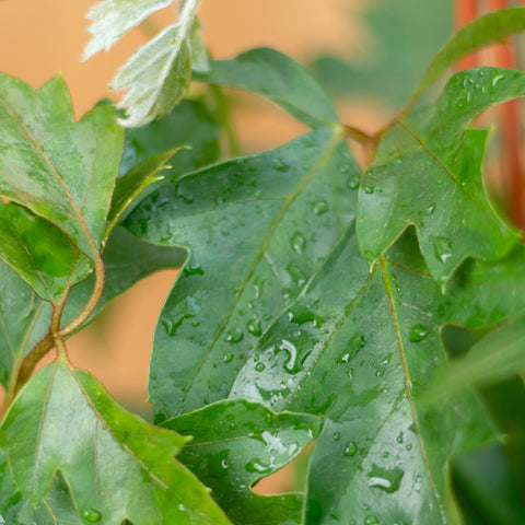 Cissus Ellen Danica