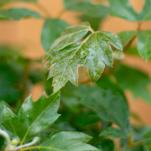 Cissus Ellen Danica