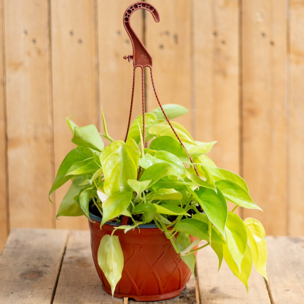 Ph. Cordatum Lemon