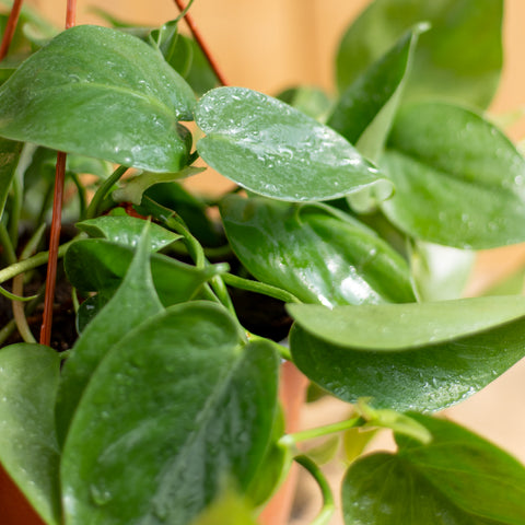 Ph. Cordatum Verde