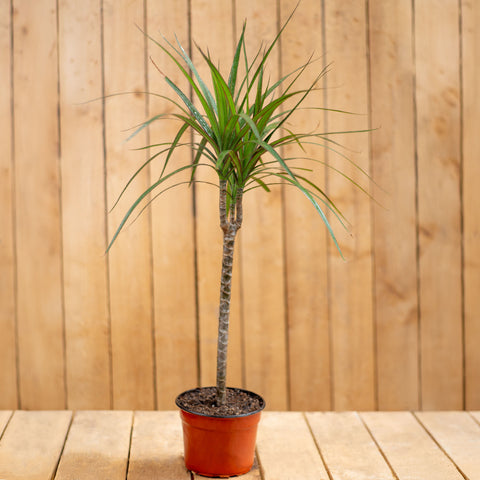 Dracaena Marginata